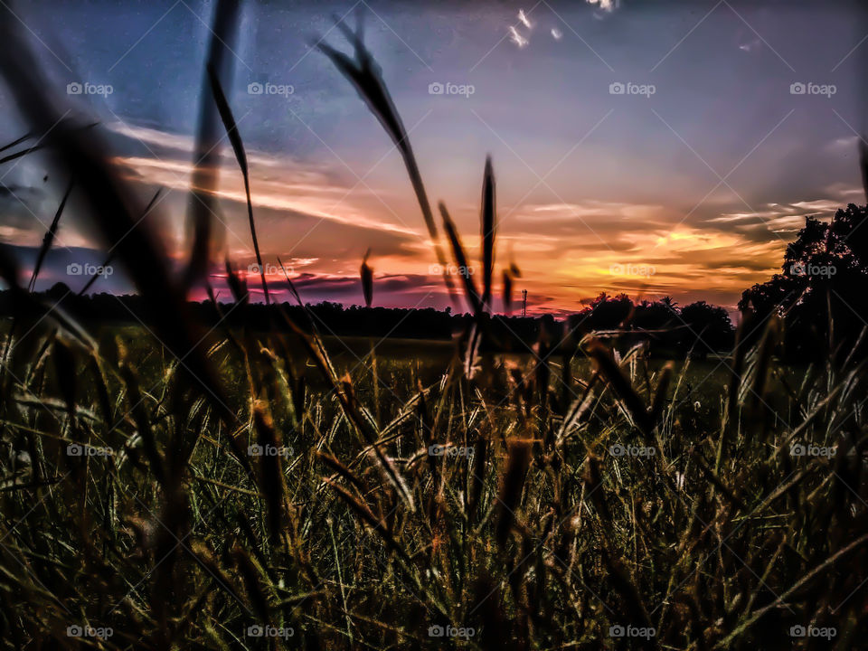 evening grass photography
