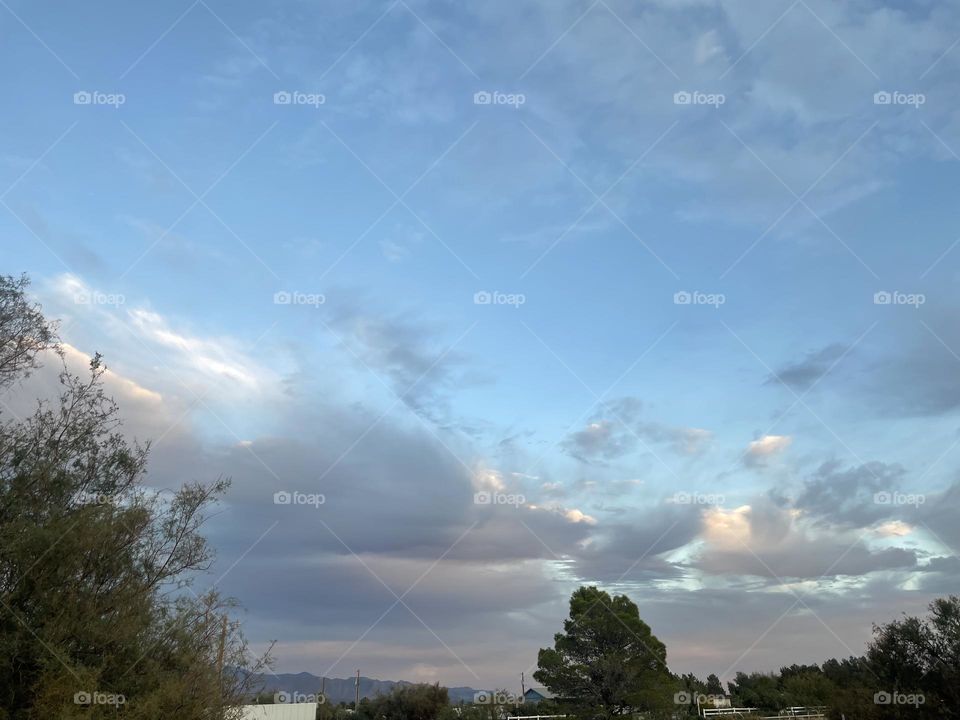 A photo of clouds in between two tree. 