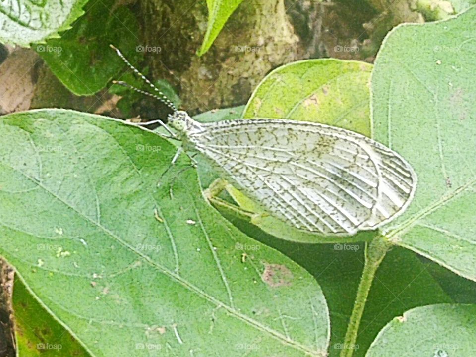 Beautiful and very thin butterfly