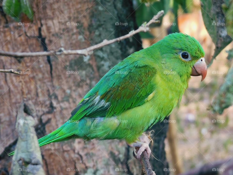 Exotic parrot