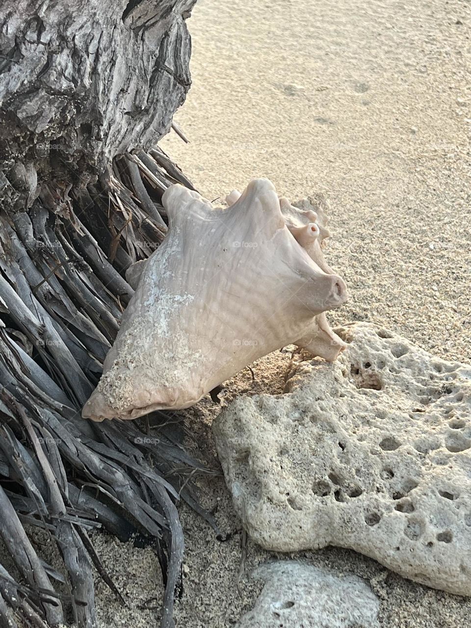 Sea Shell 