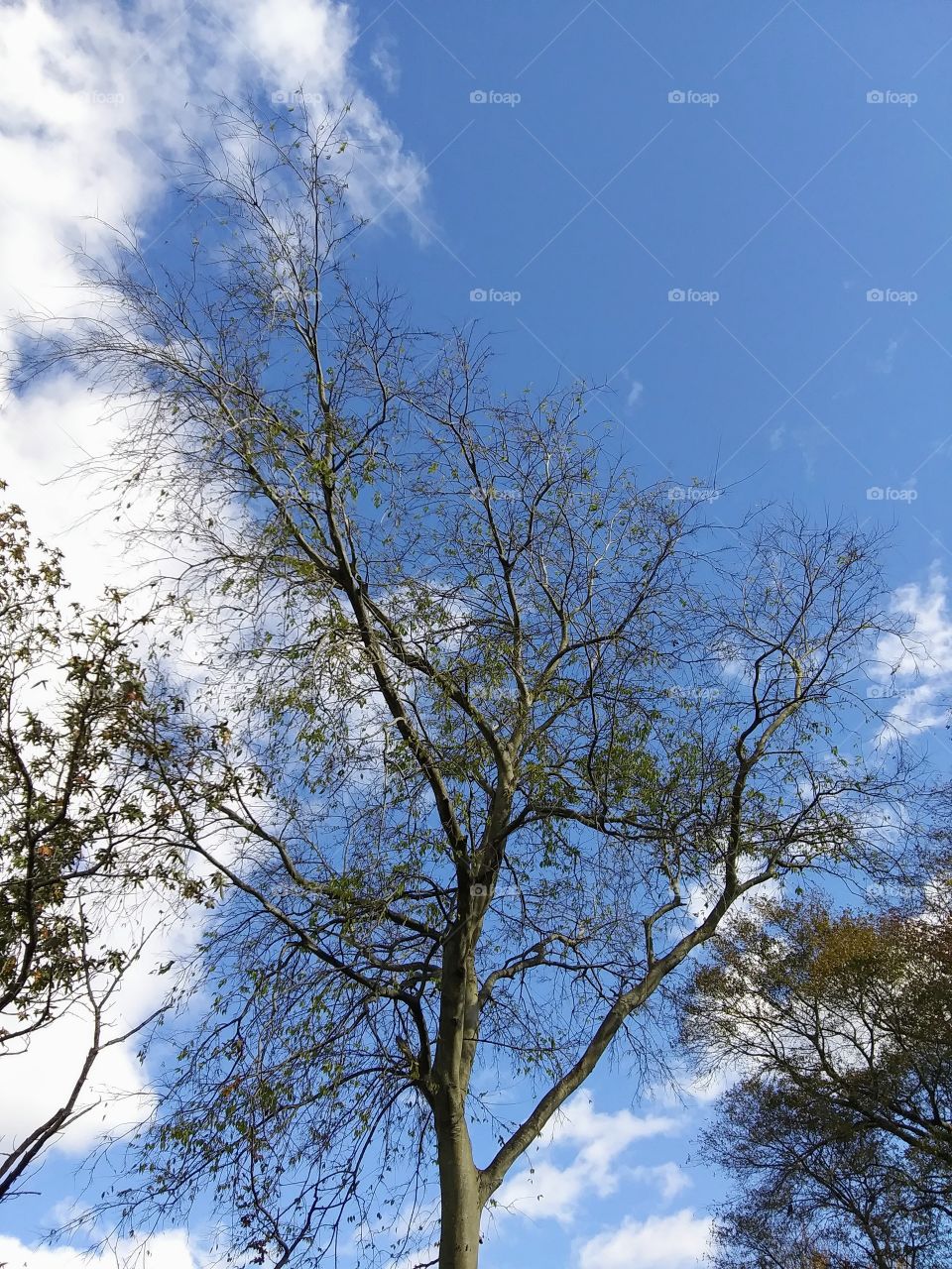 tree against the sky