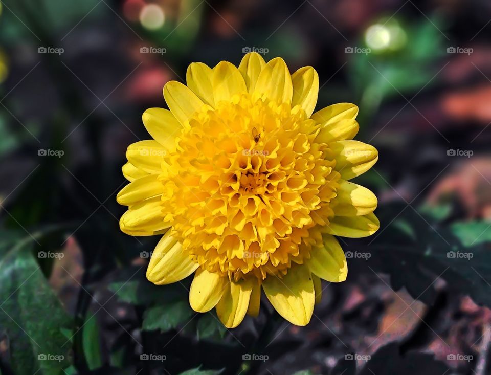 Sun like flower 