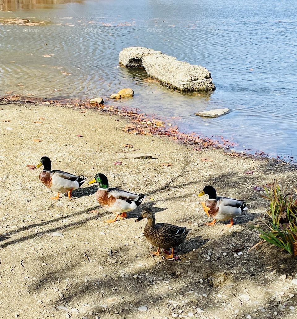 A group of ducks and mallards stroll away from the pond, their vibrant feathers catching the light as they waddle across the sandy shore. They move in a leisurely line, leaving the calm water behind for a new path ahead.