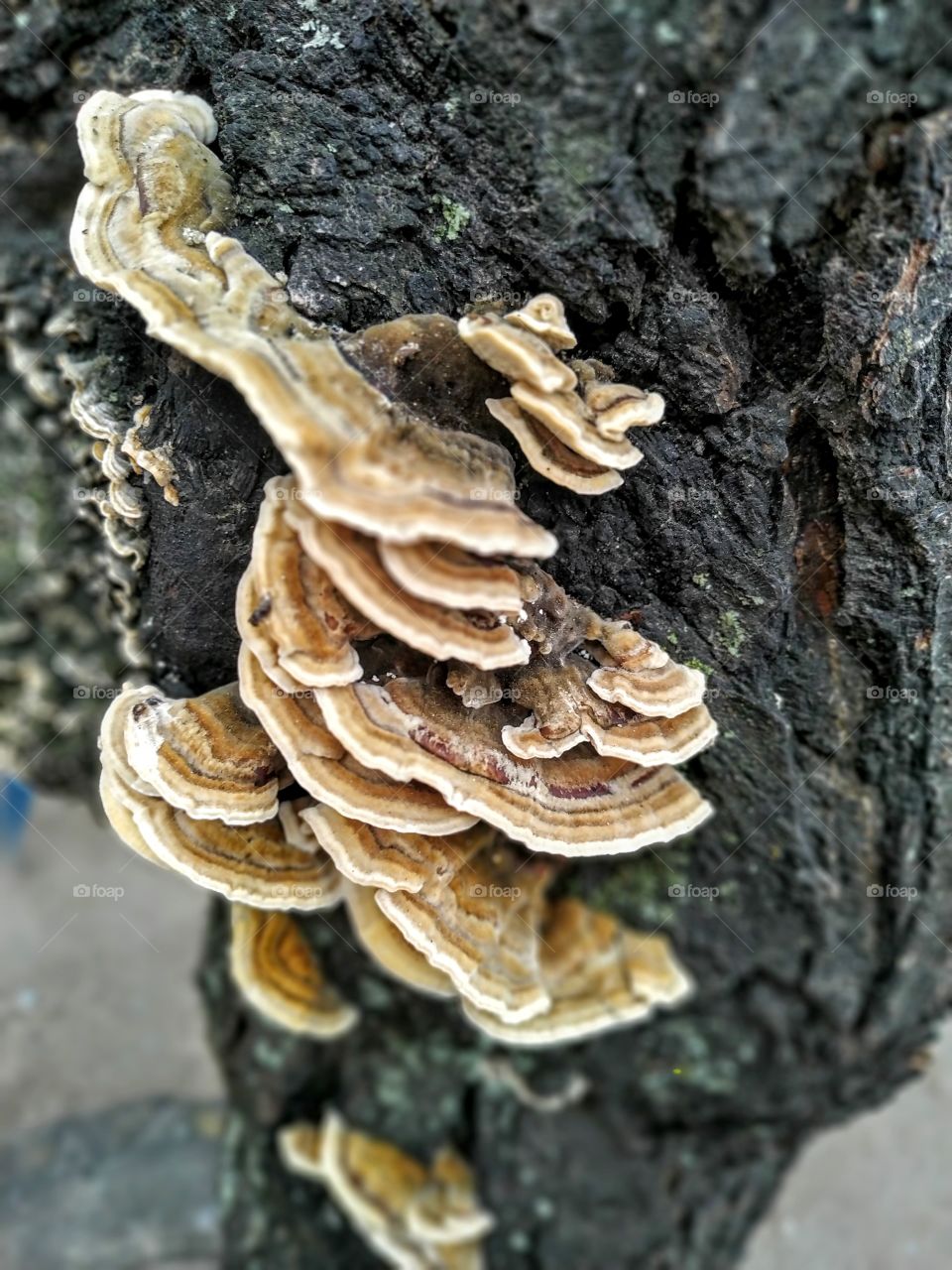 mushrooms and tree