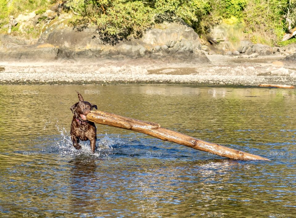 Chocolate Labrador retriever carries a huge stick back to shore 