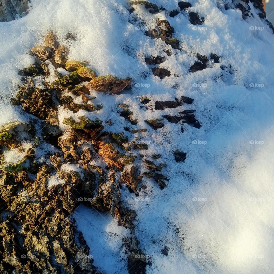 Frosty snow on a stump, flooded with sunlight 📷❄️