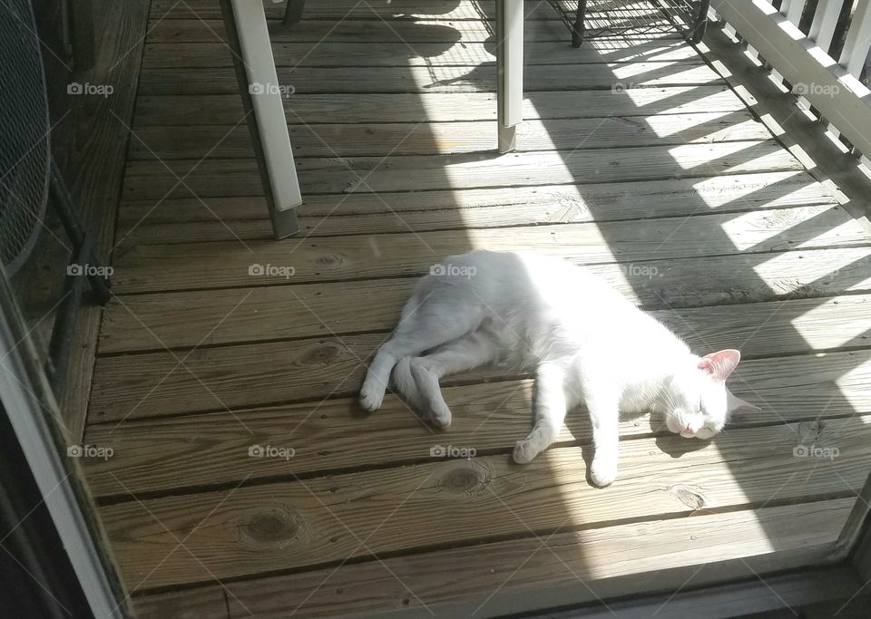 Sleepy cat on porch