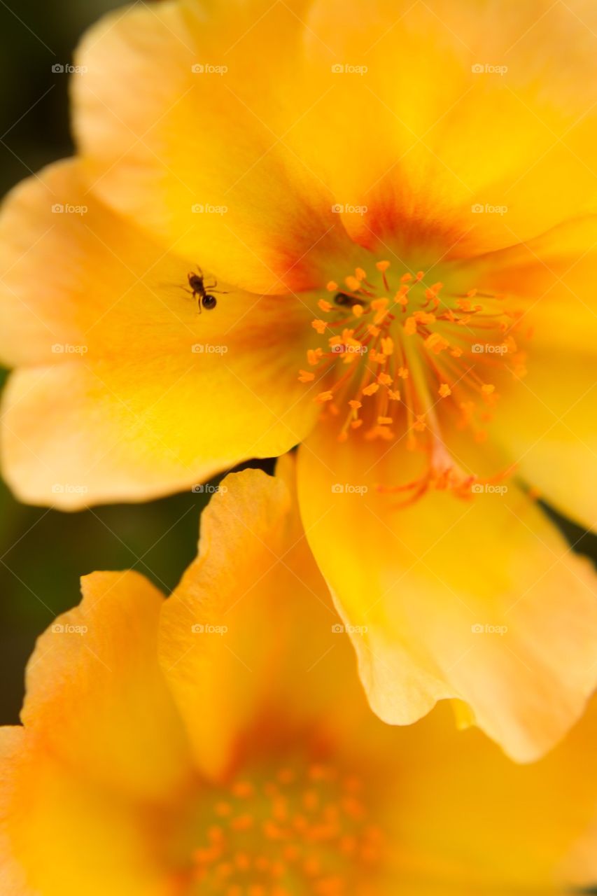 Close Up Yellow Flower with Ant