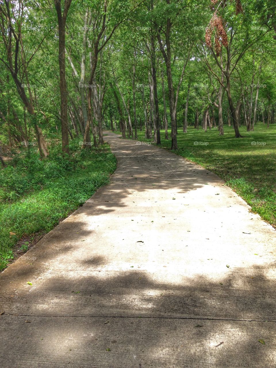 Nature's pathway. Walking trail at a park