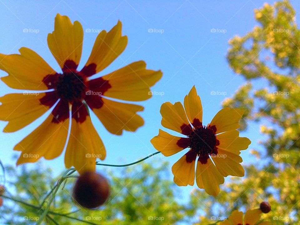 Flowers and sky