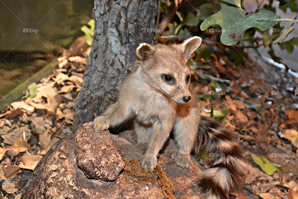 

Cities and countrysides - The ringtail is a mammal of the raccoon family, native to arid regions of North America. Even though it is not a cat, it is also known as the ringtail cat, ring-tailed cat, miner’s cat or bassarisk. 