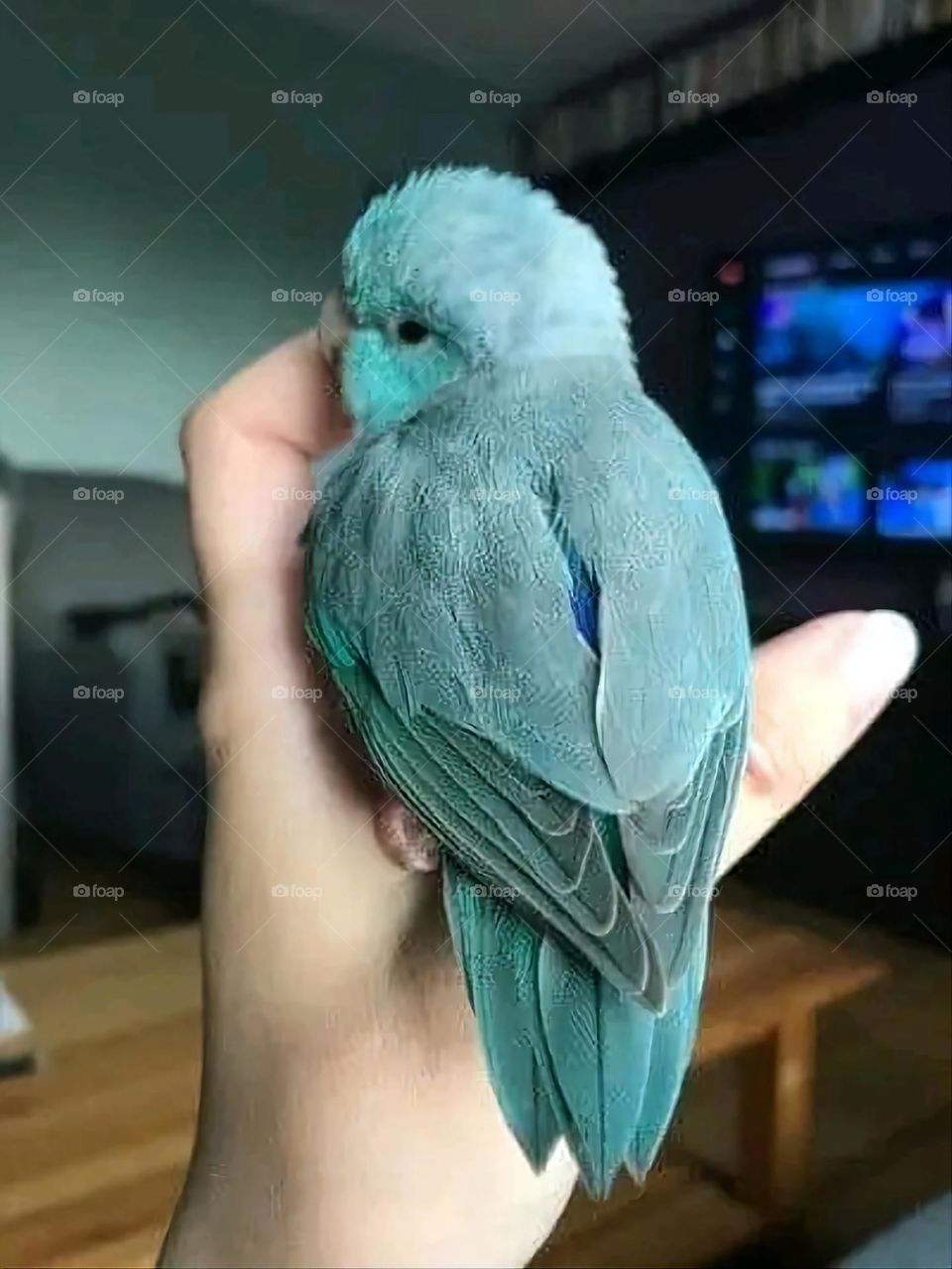 A very beautiful picture, and there is no better picture than it. There is no better picture of green herbs and colorful, red and white roses than it. Glory be to God, the natural and picturesque view, and there is no more wonderful picture than it.