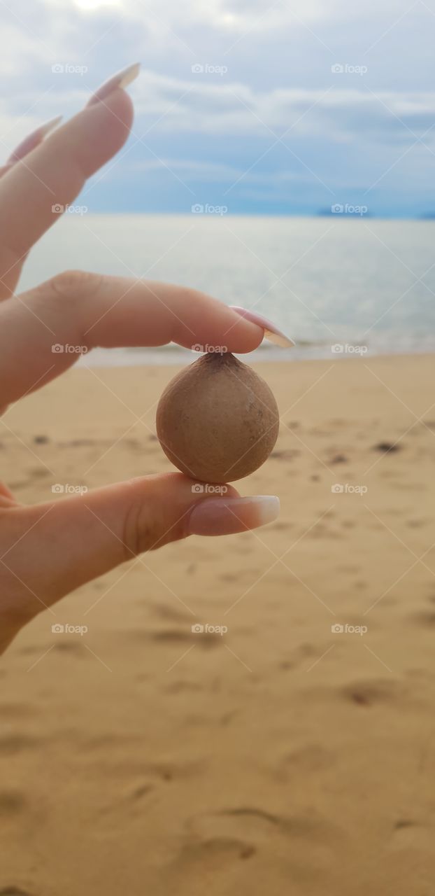 Tropical Seed Pod