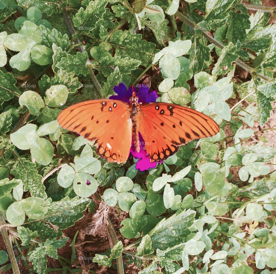 Orange Gulf Fritillary (Agraulis Vanillae), "Passion butterfly" on Purple Verbena