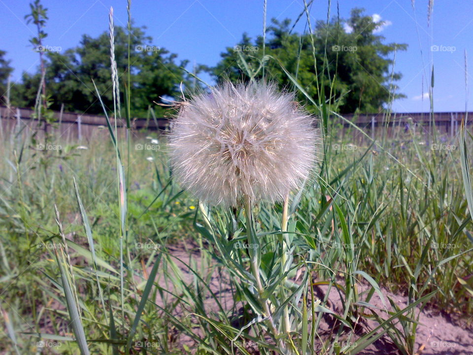 Dandelion
