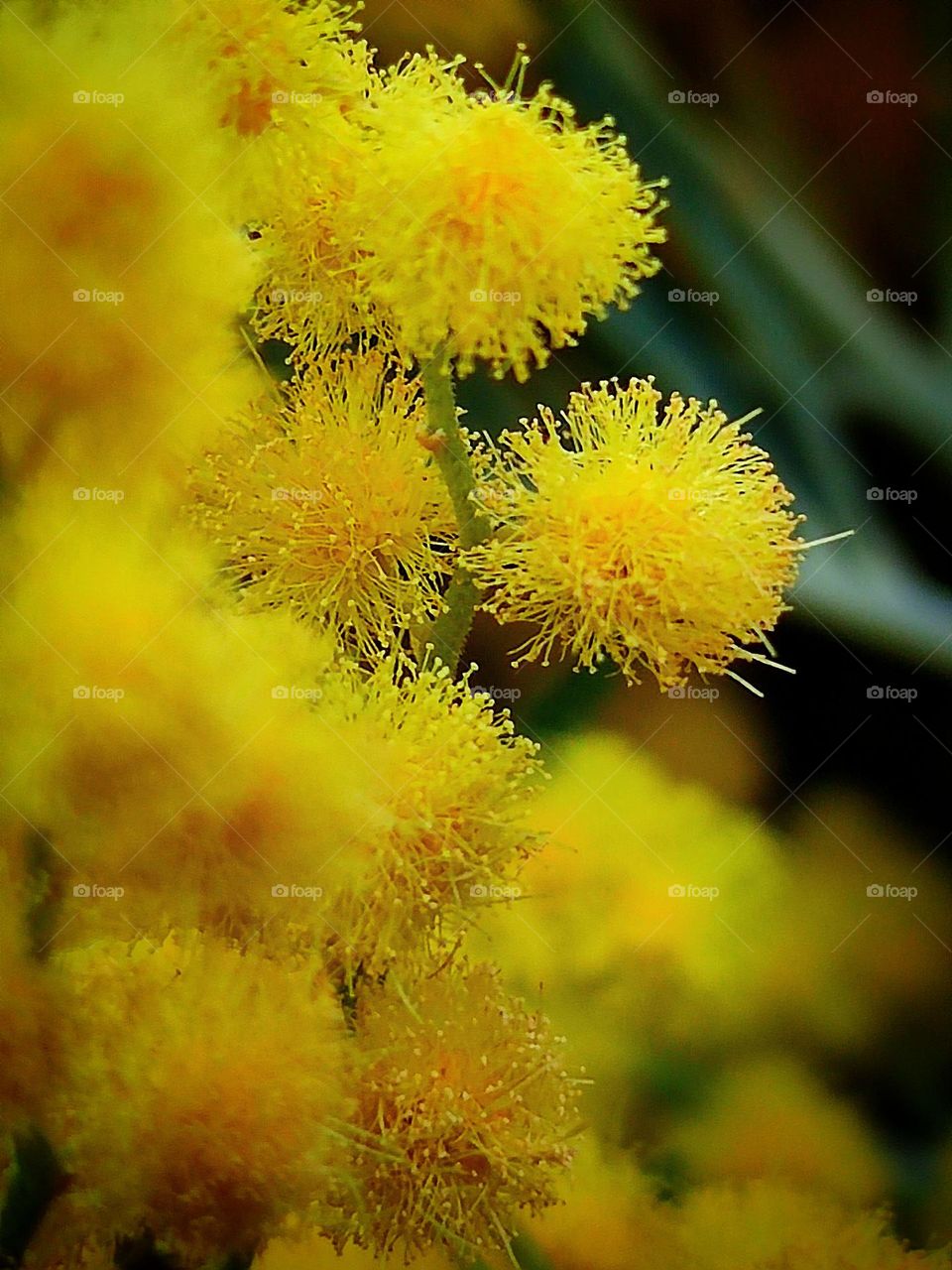 Flowers.  Yellow flowers-balls of mimosa close-up