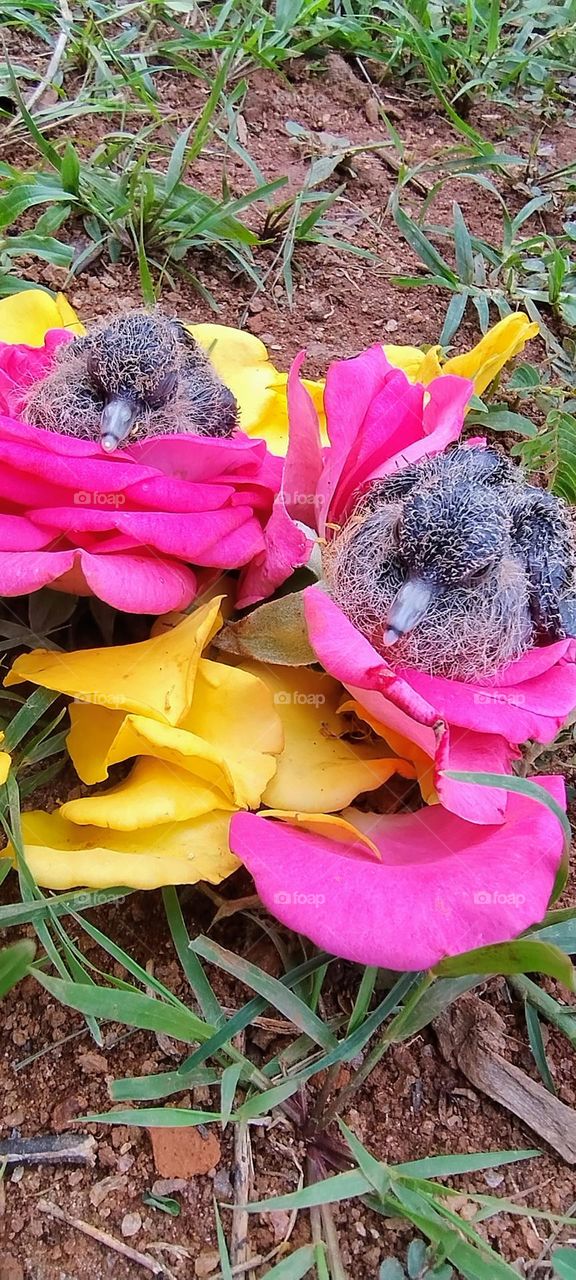 little bird in the colorful nest