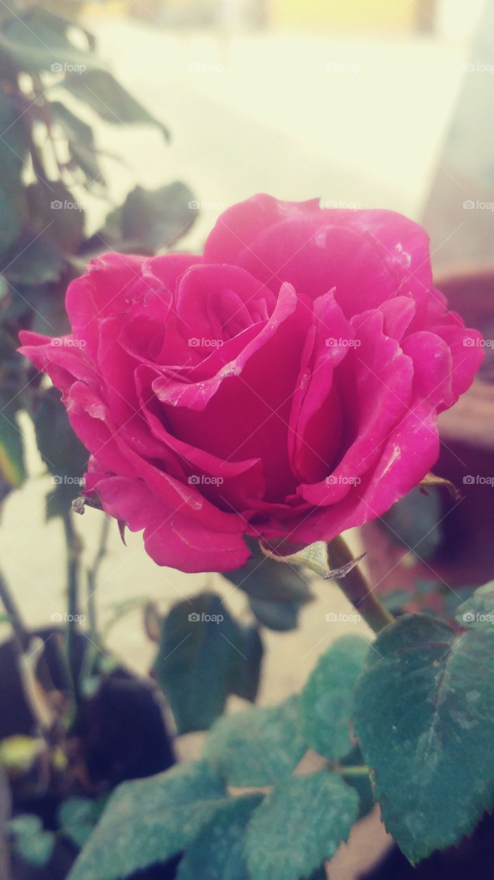 Pink is add beautiful to the Rose🌹 at this evening😃