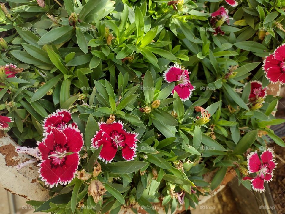 Flores Rojas con blanco