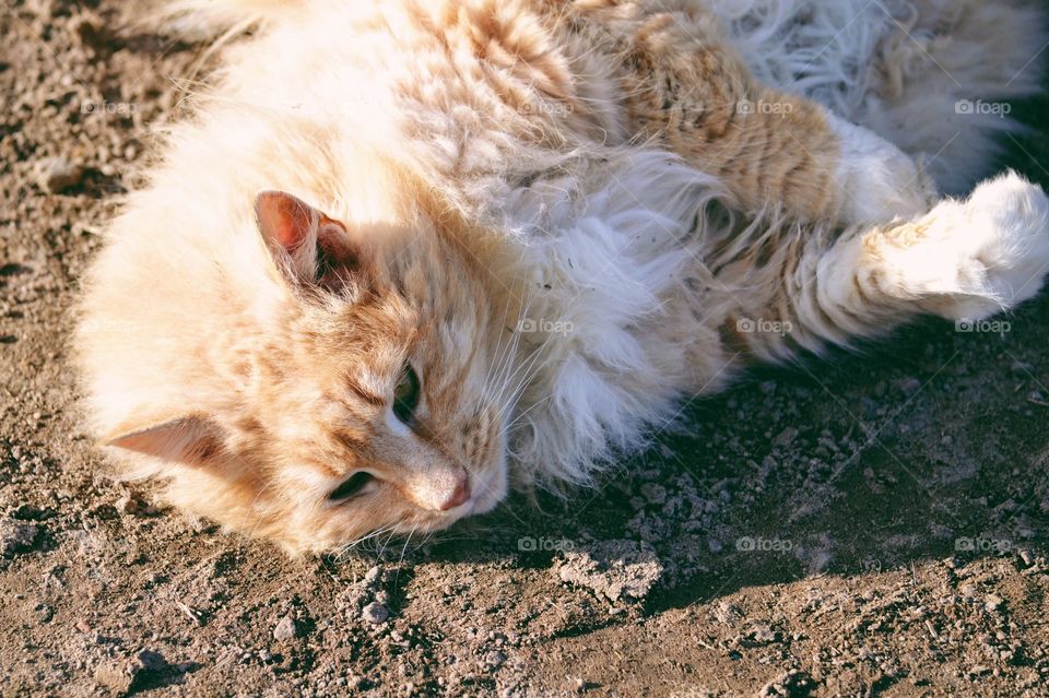 Longhaired cat laying on the ground 