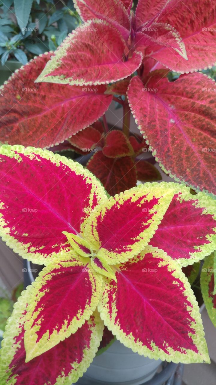 beautiful plant with colored leaves
