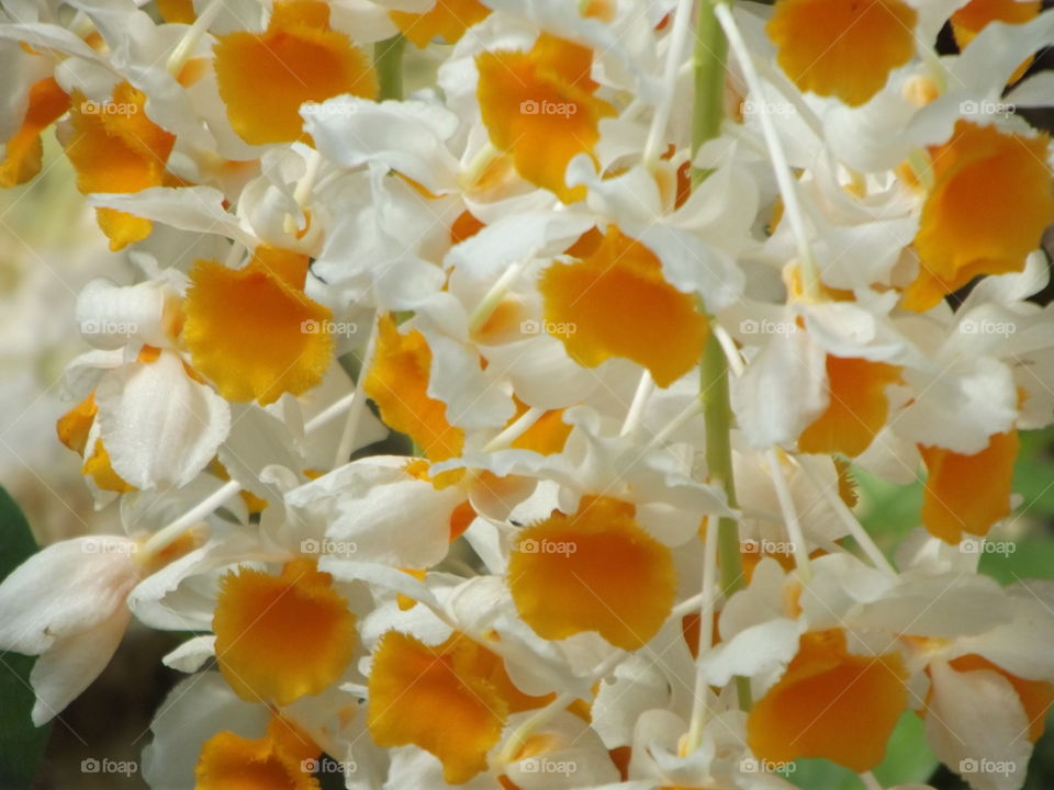 Orange And White Flowers