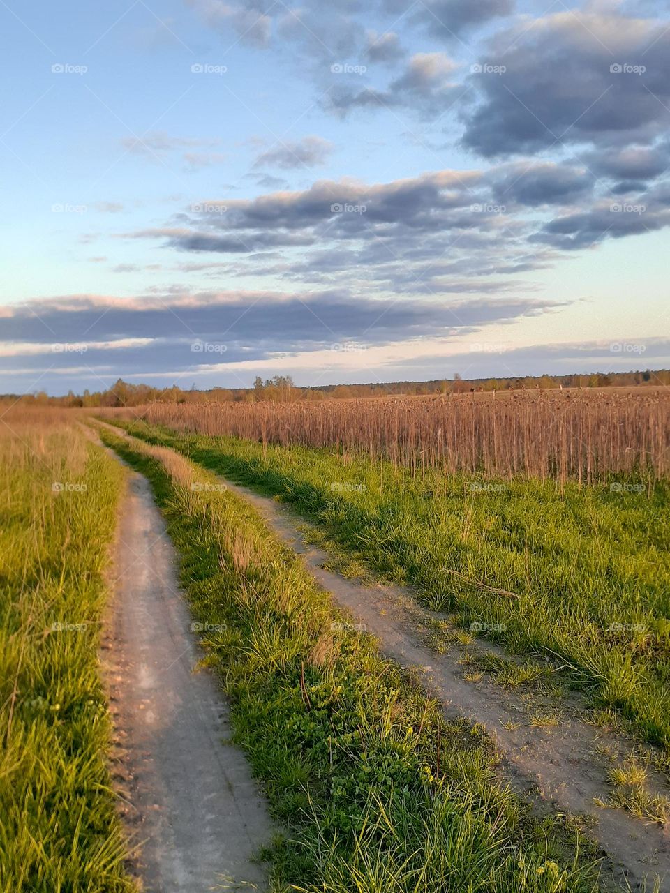 Ukrainian color field and dirt road at sunset in spring