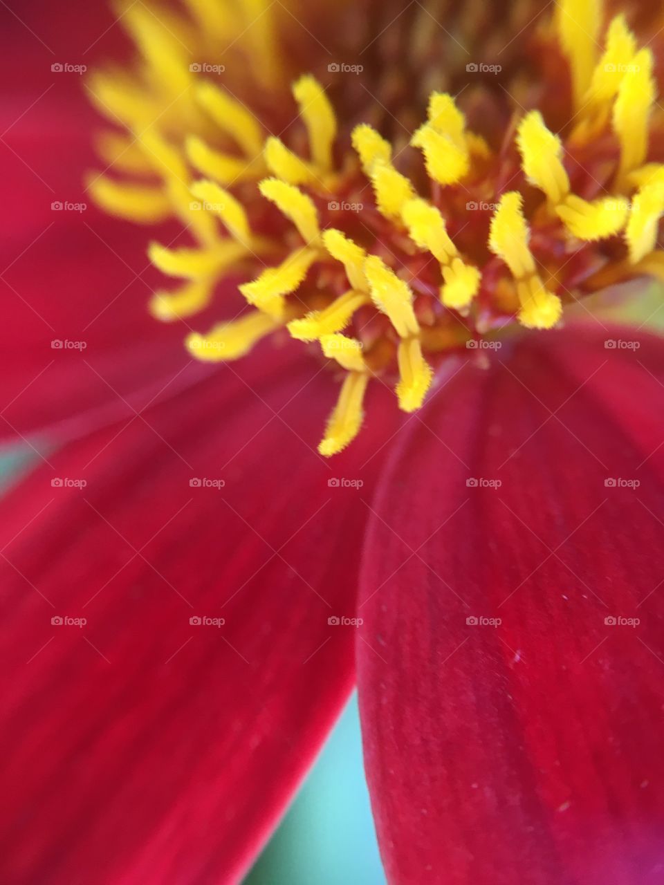 Extreme close-up of red flower