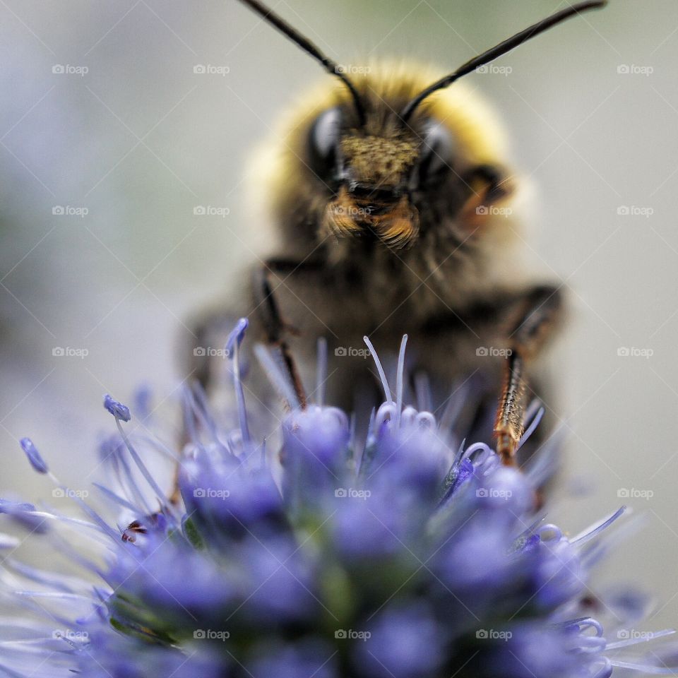 Close-up of bee