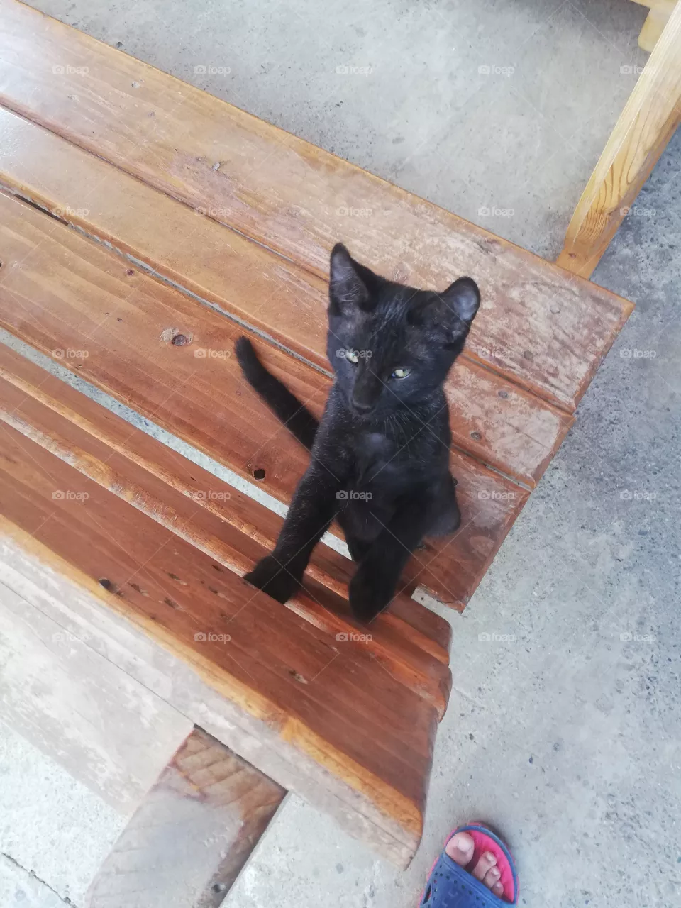 Black panther