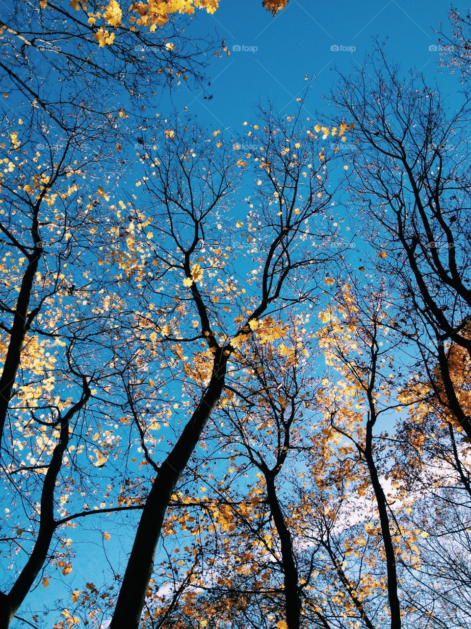 Low angle view of forest