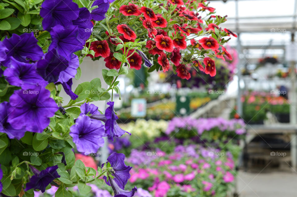 Close-up of hanging flower basket at a plant nursery