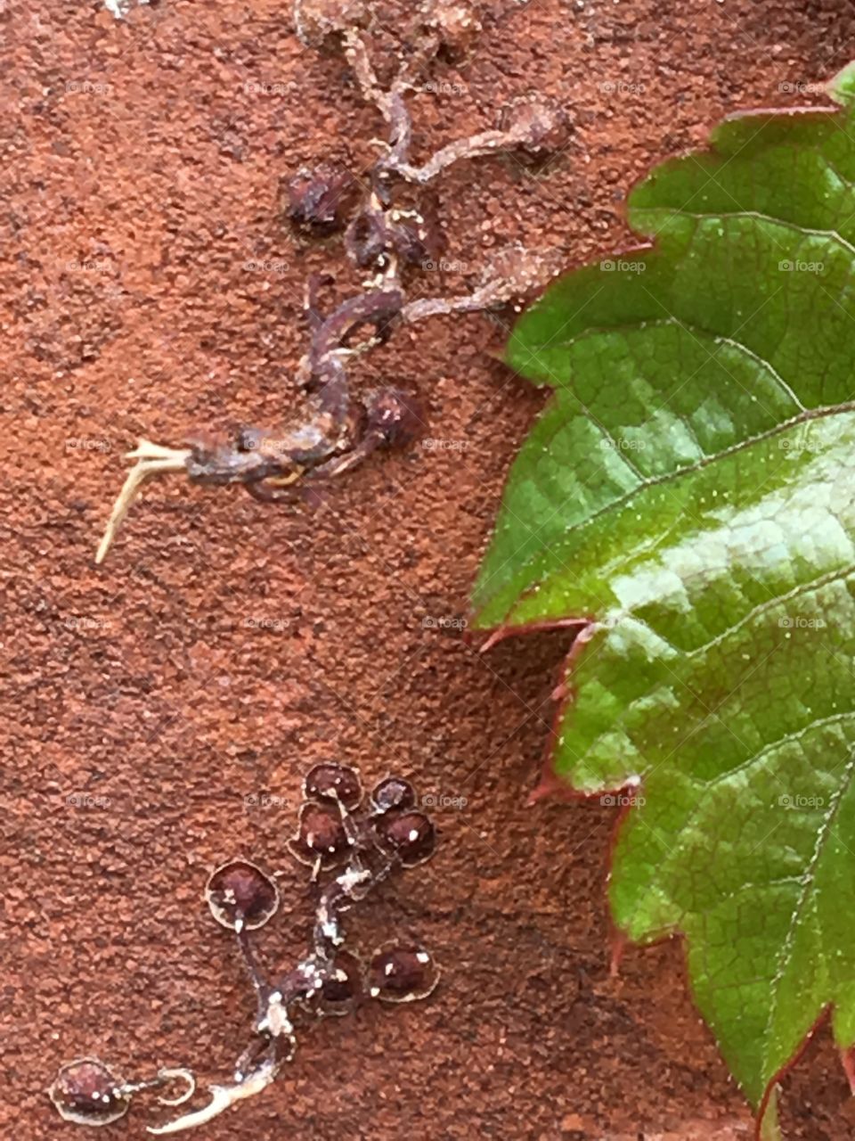 Brick ivy tentacles - close up