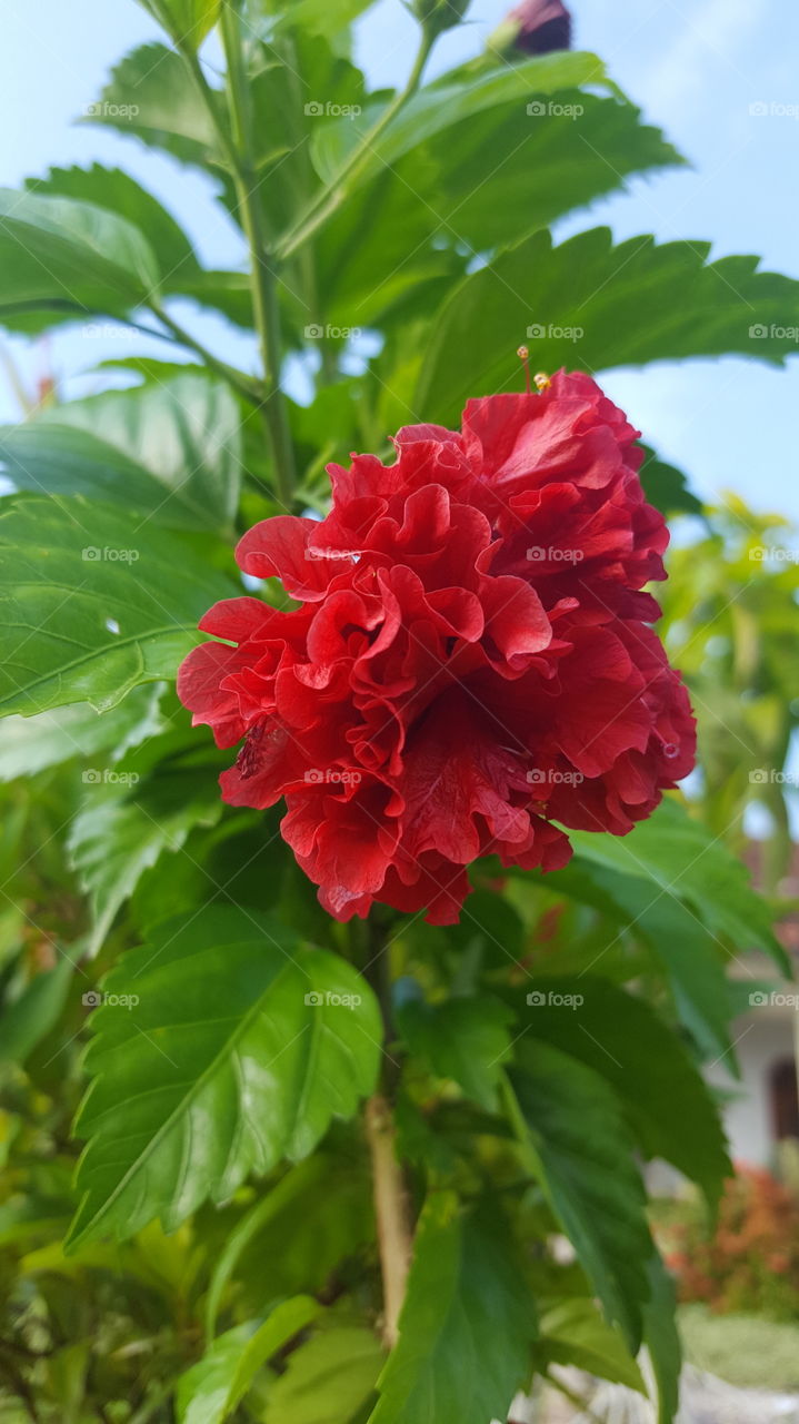 Red Flower Blooming