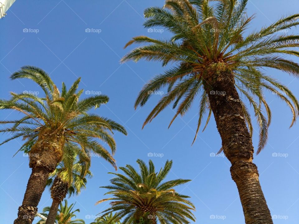 Palms in Splitska Riva (Croatia) - I was walking down the Riva on Split and was fascinated by those high palms.