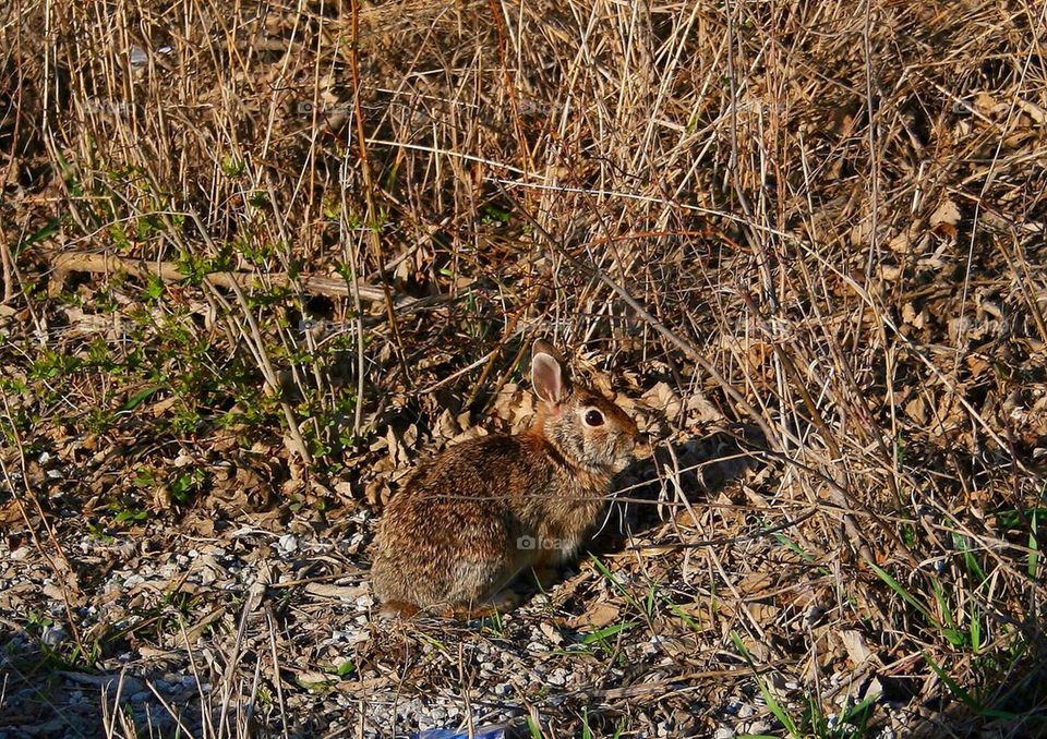 Bunny in the Weeds