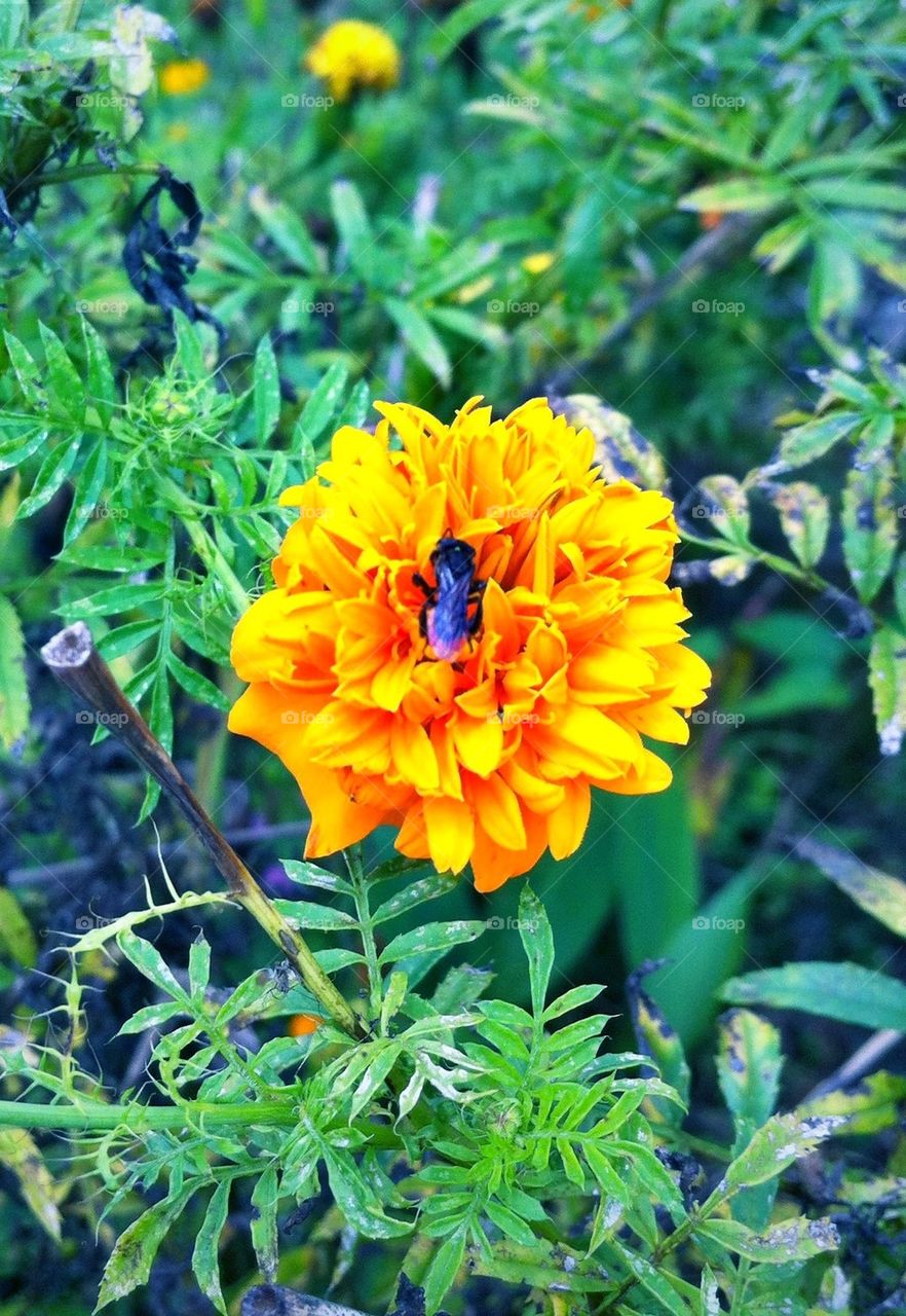 A bee on a marigold