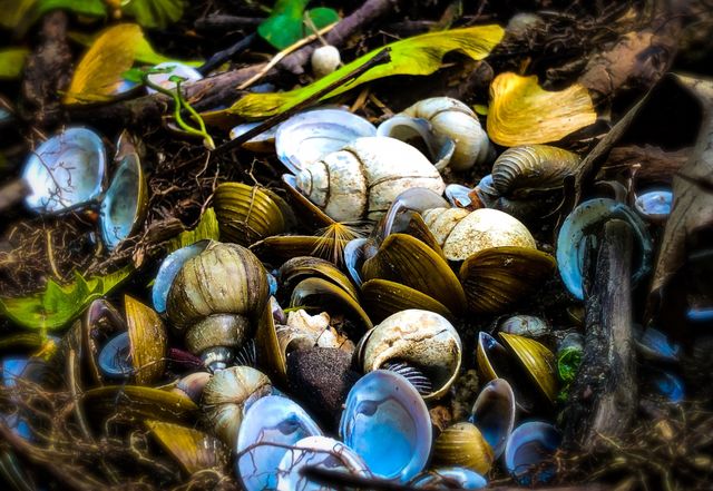 Woodland escargot 