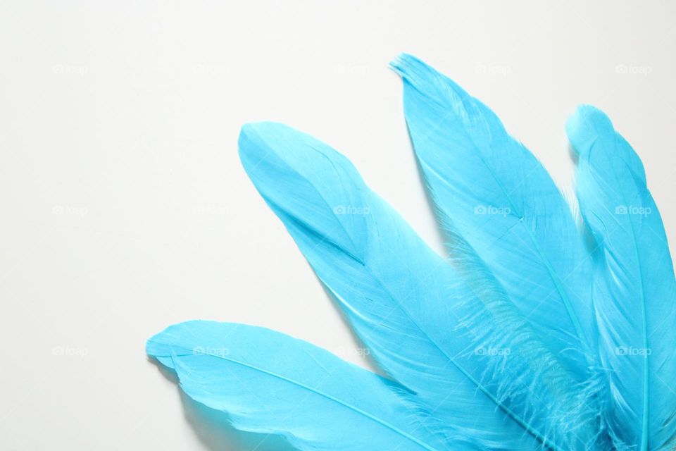 Blue feathers 💙