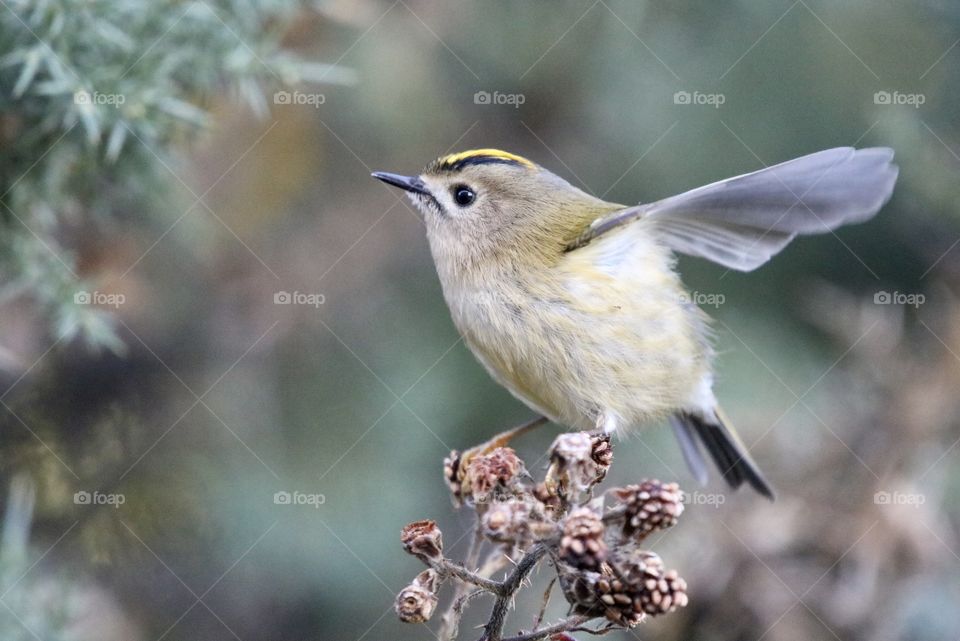 Goldcrest 