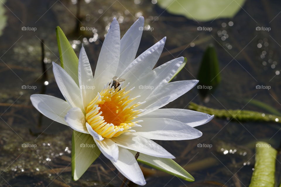 Be in water lily