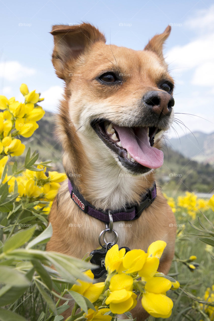 My dog posing for a picture near the mountains 