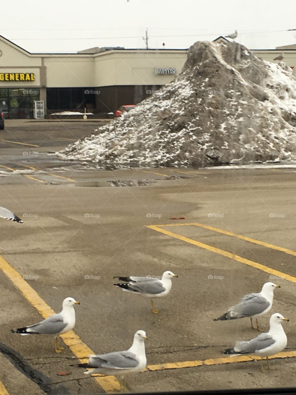 Seagulls Wisconsin US