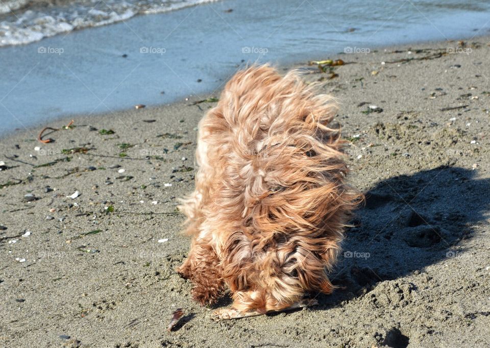 Fluffy dog on the beach