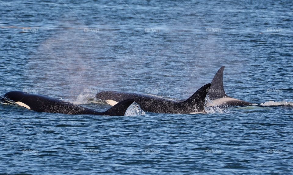 Orcas