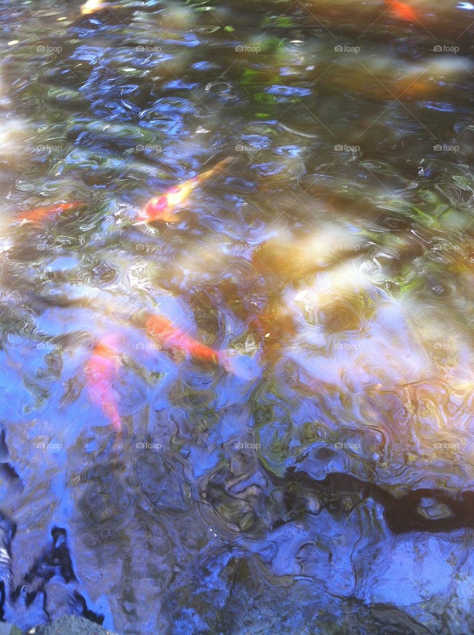 Koi pond