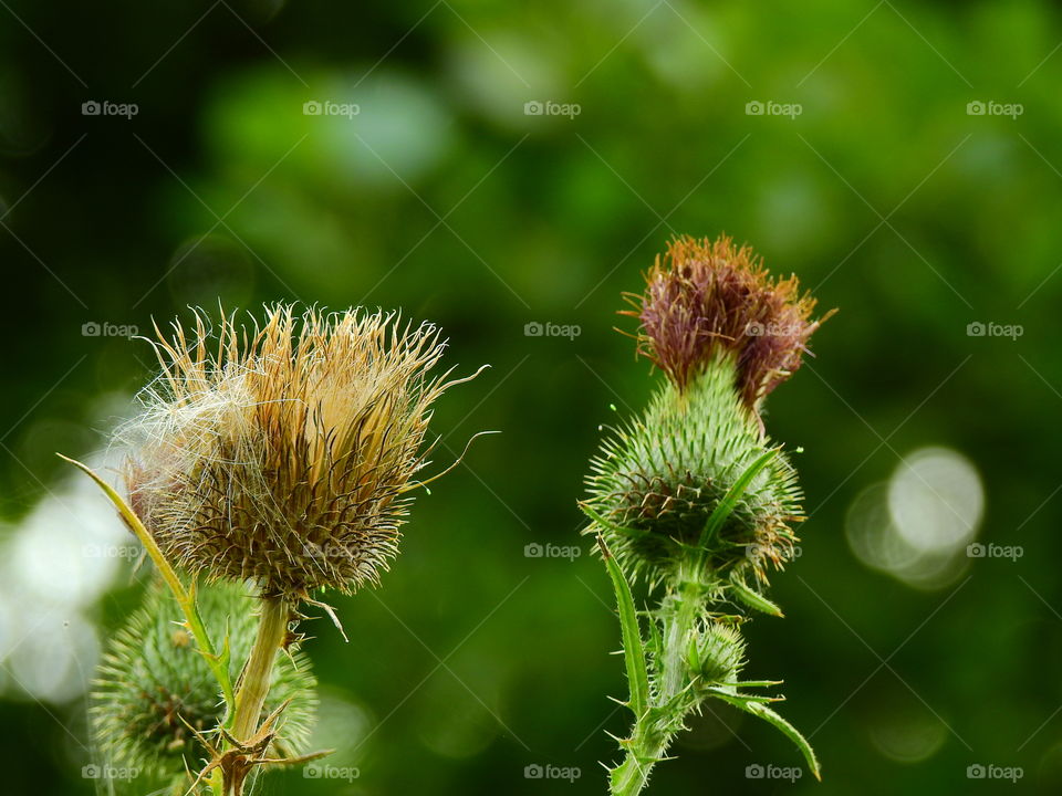 Thistle, spiny flowers