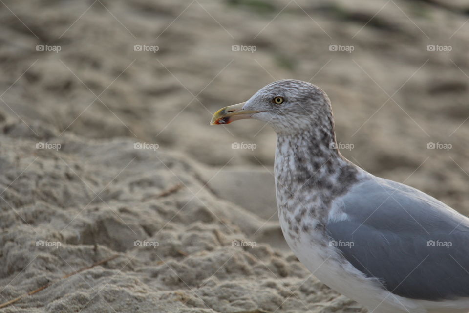 Seagull on the Beach