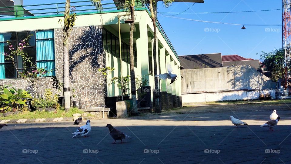 burung Merpati ada yang terbang
